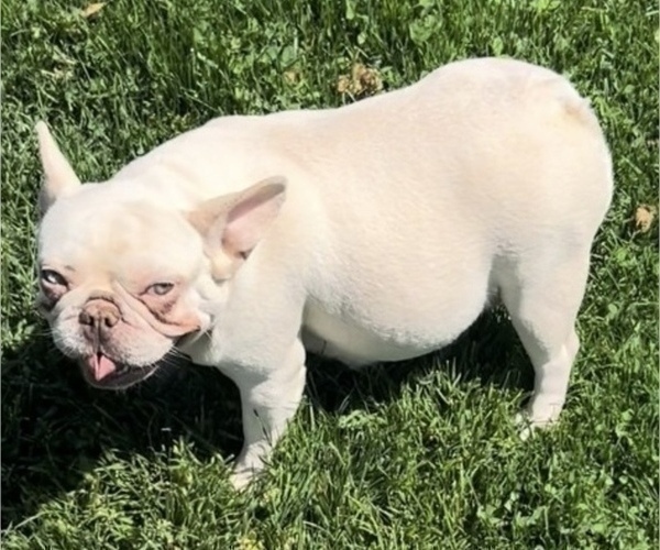 Medium Photo #1 French Bulldog Puppy For Sale in UNIVERSAL CITY, CA, USA