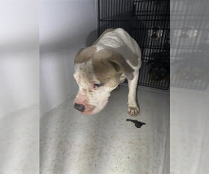Staffordshire Bull Terrier Dogs for adoption in Houston, TX, USA