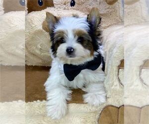 Morkie Puppy for sale in MIAMI BEACH, FL, USA
