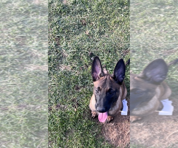Medium Photo #2 Belgian Malinois Puppy For Sale in WEST HILLS, CA, USA