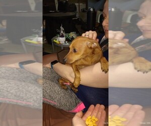 Miniature Pinscher Puppy for sale in S PASADENA, FL, USA