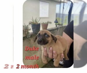 Duke - Male Chug Dog for Adoption - Photo #2