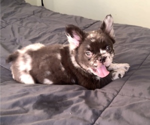 Medium French Bulldog