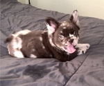 Puppy 1 French Bulldog