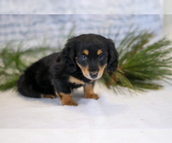 Medium Photo #3 Dachshund Puppy For Sale in GOSHEN, IN, USA