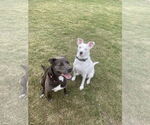 Small #56 Blue Lacy Mix