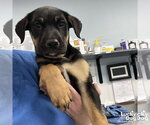 Small #1 Labrador Retriever Mix