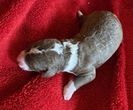 Small #4 Miniature Bernedoodle