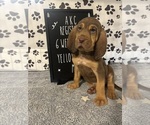 Puppy Yellow collar 2 Bloodhound