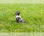 Small #6 Dachshund