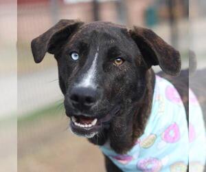 Labrador Retriever Dogs for adoption in San Antonio, TX, USA