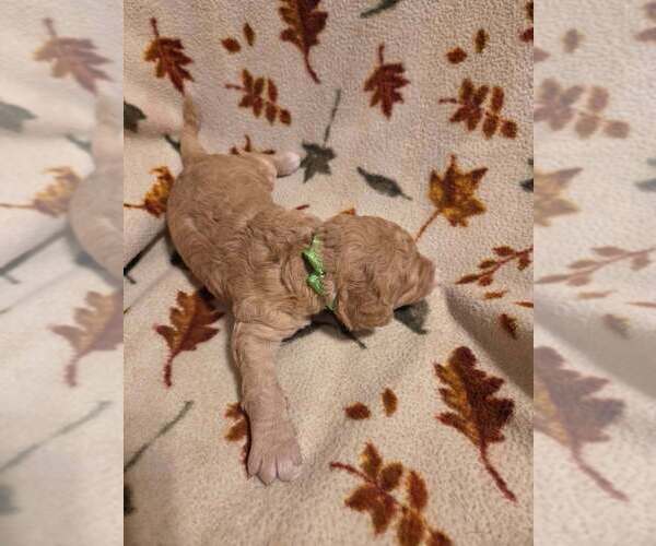 Medium Photo #9 Goldendoodle Puppy For Sale in CENTRAL POINT, OR, USA