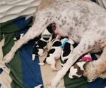 Small Photo #1 Wire Fox Terrier Puppy For Sale in BURLESON, TX, USA