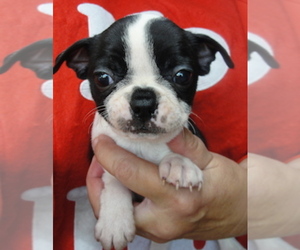 Boston Terrier Puppy for sale in CRKD RVR RNCH, OR, USA