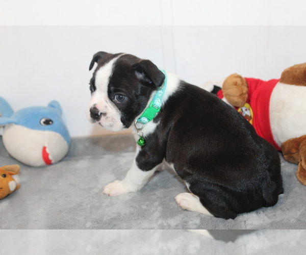 Medium Photo #7 Boston Terrier Puppy For Sale in BROOKSVILLE, FL, USA