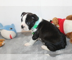 Nash - Male Boston Terrier Puppy for Sale - Photo #7