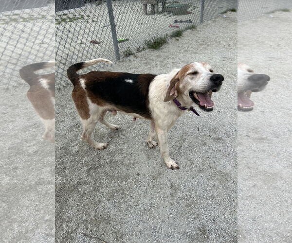Medium Photo #3 Treeing Walker Coonhound Puppy For Sale in Norfolk, VA, USA