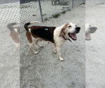 Small #2 Treeing Walker Coonhound