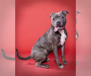 Mutt Dogs for adoption in Ogden, UT, USA