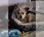 Small #2 Mutt