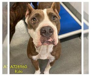 American Staffordshire Terrier-Unknown Mix Dogs for adoption in San Antonio, TX, USA