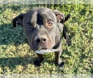 Mutt Dogs for adoption in Tulsa, OK, USA