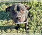 VICTOR - Male Mutt Dog for Adoption - Small photo