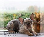 Small #6 French Bulldog