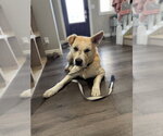 Rafael - Male Labsky Dog for Adoption - Small photo