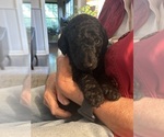 Puppy Puppy 4 BULL Poodle (Standard)