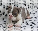 Small Photo #2 Bulldog Puppy For Sale in MANHATTAN, NY, USA