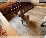 Image preview for Ad Listing. Nickname: Little guy