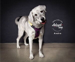 Pyrenees Husky Dogs for adoption in Salt Lake City, UT, USA