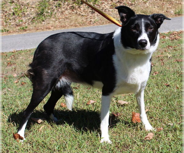 Medium Photo #3 Border Collie-Unknown Mix Puppy For Sale in Prattville, AL, USA