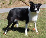 Small #2 Border Collie Mix