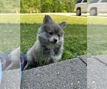 Small #1 Pomsky
