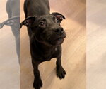 Small #13 Labrador Retriever Mix