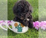 Small #6 Poodle (Toy)