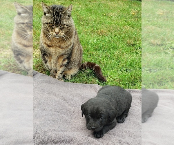 Medium Photo #5 Labrador Retriever Puppy For Sale in OLYMPIA, WA, USA