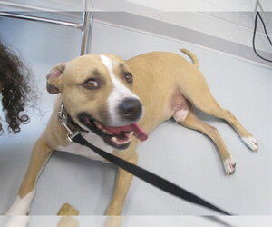 Staffordshire Bull Terrier Dogs for adoption in Ocala, FL, USA