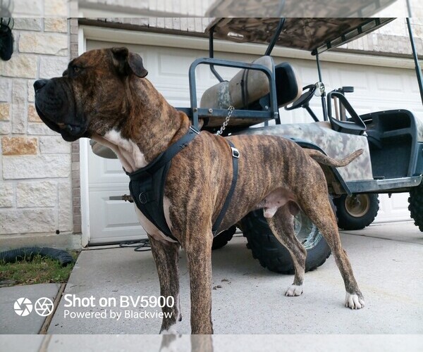 Medium Photo #1 Cane Corso Puppy For Sale in ROSE HILL, TX, USA