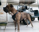 Small Photo #1 Cane Corso Puppy For Sale in ROSE HILL, TX, USA