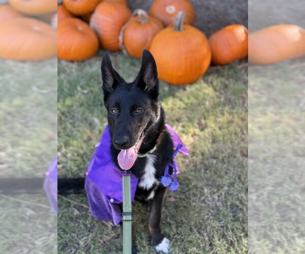 Medium Photo #2 German Shepherd Dog-Unknown Mix Puppy For Sale in Raleigh, NC, USA