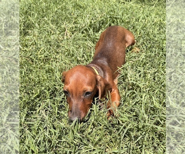 Medium Photo #2 Dachshund Puppy For Sale in SAN BERNARDINO, CA, USA