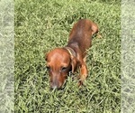 Small #1 Dachshund