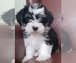 Small Photo #10 Morkie Puppy For Sale in HOLLAND, MI, USA