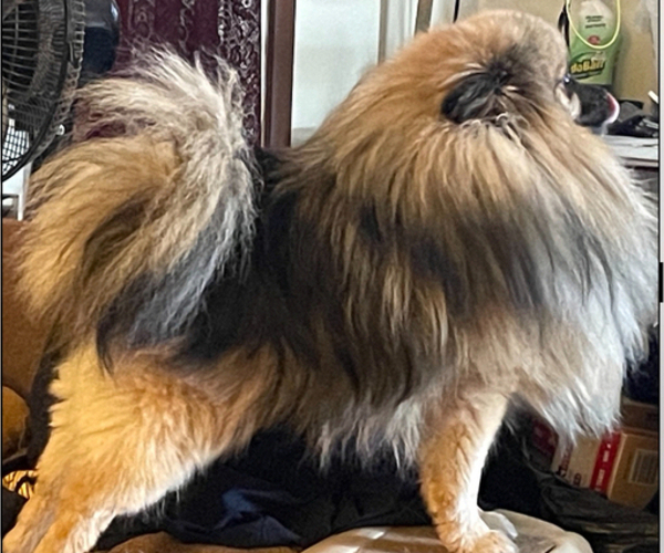 Medium Photo #1 Pomeranian Puppy For Sale in HARRISVILLE, MI, USA