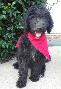 Medium Photo #1 Goldendoodle Puppy For Sale in MORGANTOWN, KY, USA