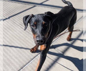 Doberman Pinscher Dogs for adoption in Denver, CO, USA