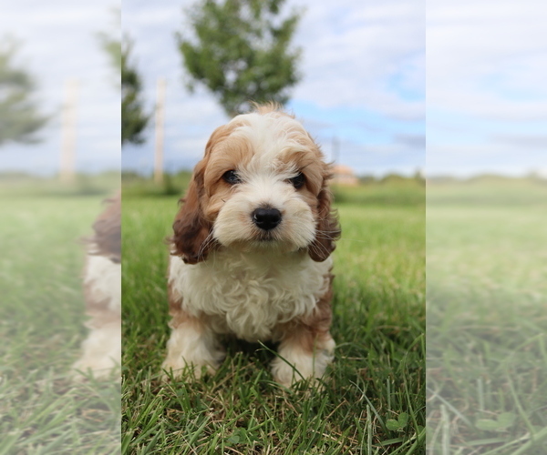 Medium Photo #4 Cavapoo Puppy For Sale in WEST SALEM, OH, USA